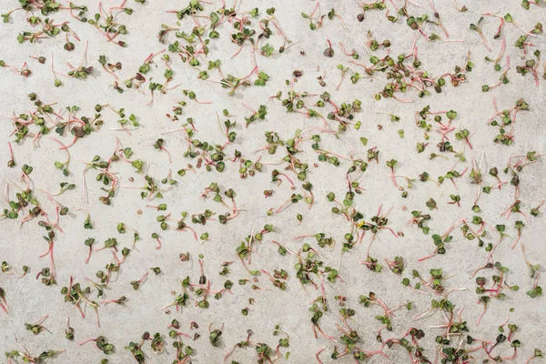 Vue du dessus du cresson de jardin vert sur surface texturée — Photo de stock