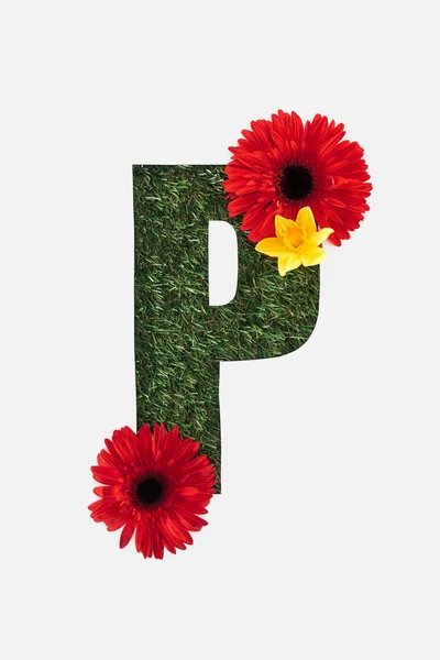 Top view of cut out P letter on green grass background with red gerberas and yellow daffodil isolated on white — Stock Photo