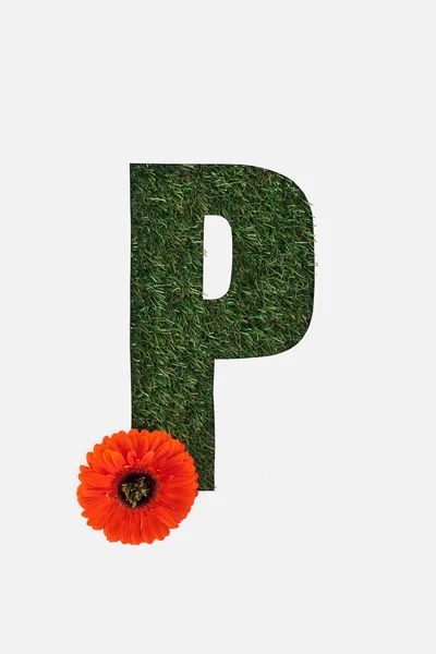 Draufsicht des ausgeschnittenen Buchstabens p auf grünem Gras Hintergrund mit roter Gerbera isoliert auf weißem Grund — Stockfoto