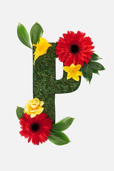 Vista dall'alto di tagliare lettera P su sfondo erba verde con gerbere rosse, foglie verdi e narcisi isolati su bianco — Foto stock