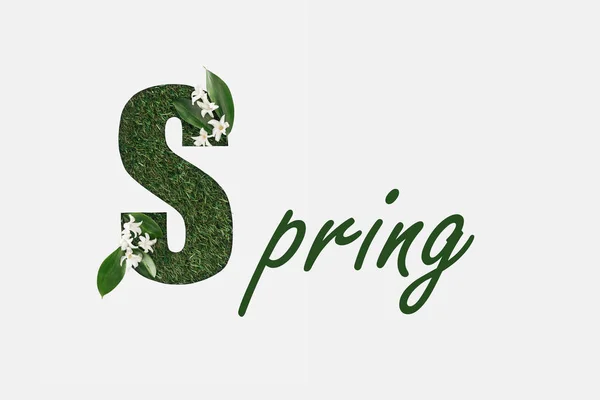 Вид зверху на зелену весну з листям ізольовані на білому — стокове фото