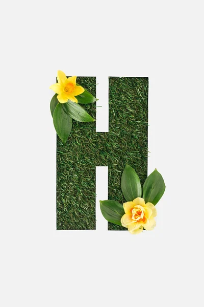 Draufsicht des ausgeschnittenen h Brief auf grünem Gras Hintergrund mit Blättern und gelben Narzissen isoliert auf weiß — Stockfoto