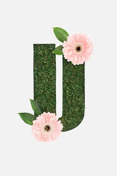Top view of cut out U letter on green grass background with leaves and pink gerberas isolated on white — Stock Photo