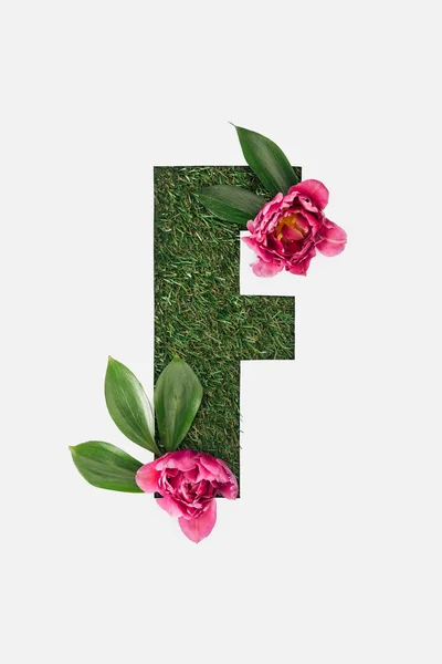 Top view of cut out F letter on green grass background with leaves and pink peonies isolated on white — Stock Photo