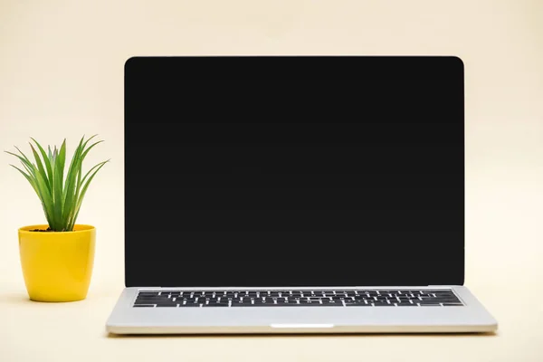Laptop with blank screen and green plant on beige background — Stock Photo