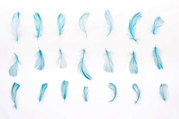 Set of blue lightweight feathers isolated on white — Stock Photo