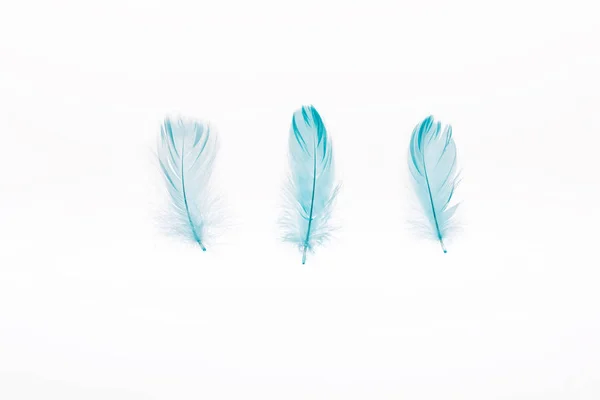 Azul suave tres plumas aisladas en blanco — Stock Photo