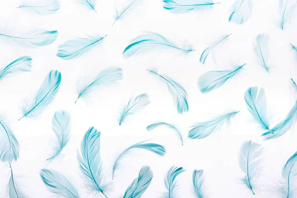 Pattern of blue colorful and soft feathers isolated on white — Stock Photo