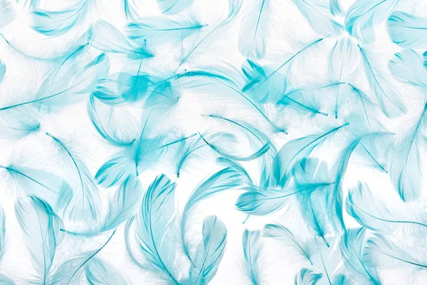 Pattern of blue soft feathers isolated on white — Stock Photo