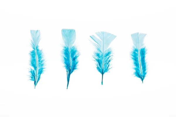 Row of blue lightweight four feathers isolated on white — Stock Photo