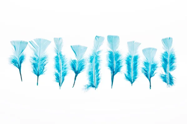 Rangée de plumes bleues légères isolées sur blanc — Photo de stock