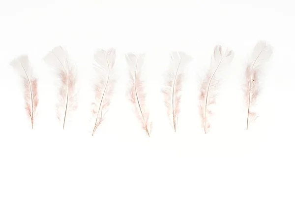 Ряд бежевых легких перьев, изолированных на белом — стоковое фото