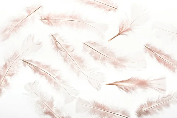Seamless background with beige lightweight feathers isolated on white — Stock Photo