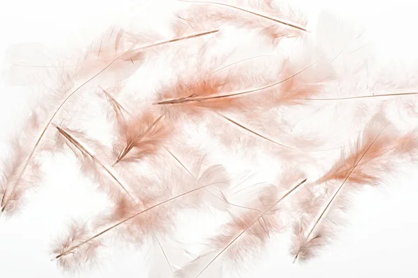 Seamless background with beige feathers isolated on white — Stock Photo