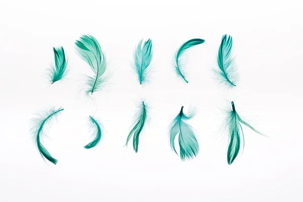 Filas de plumas verdes brillantes y ligeras aisladas en blanco - foto de stock