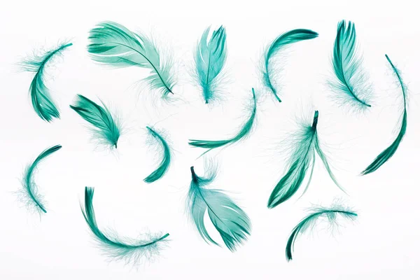 Бесшовный фон с зелеными легкими перьями, изолированными на белом — стоковое фото