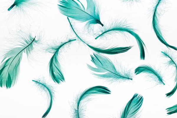 Green lightweight and soft feathers isolated on white — Stock Photo