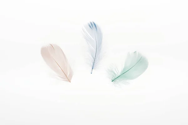 Plumas multicolores beige claro, verde y azul aisladas en blanco - foto de stock