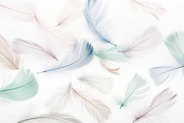 Бесшовный фон с разноцветными пушистыми перьями, изолированными на белом — стоковое фото