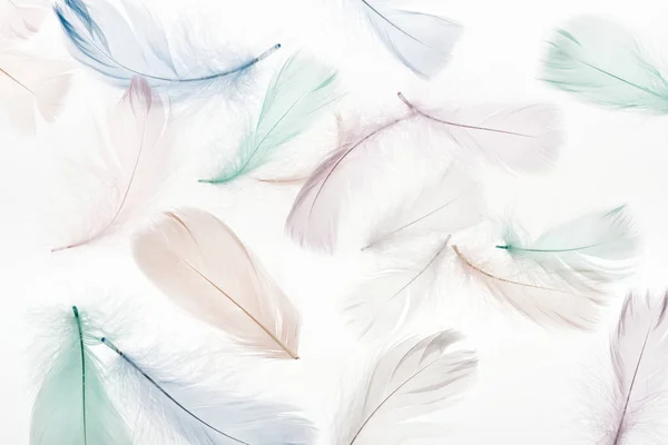 Fond sans couture avec plumes beige clair, vert et bleu isolé sur blanc — Photo de stock