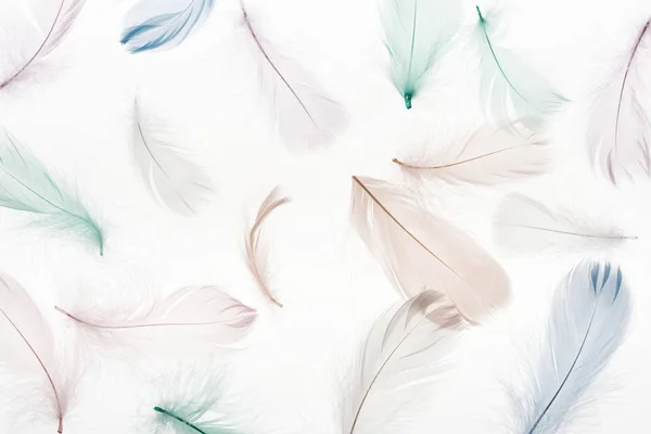 Seamless background with multicolored light feathers isolated on white — Stock Photo