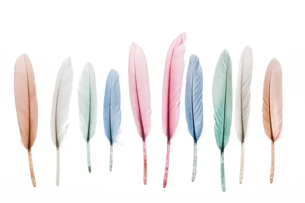 Multicolored lightweight feathers in row isolated on white — Stock Photo