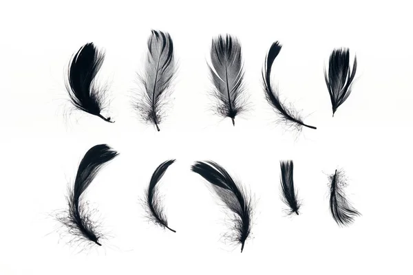 Filas de plumas negras ligeras aisladas en blanco — Stock Photo