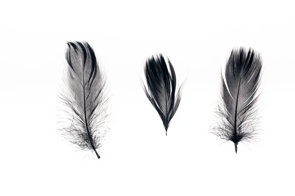 Three black lightweight feathers in row isolated on white — Stock Photo