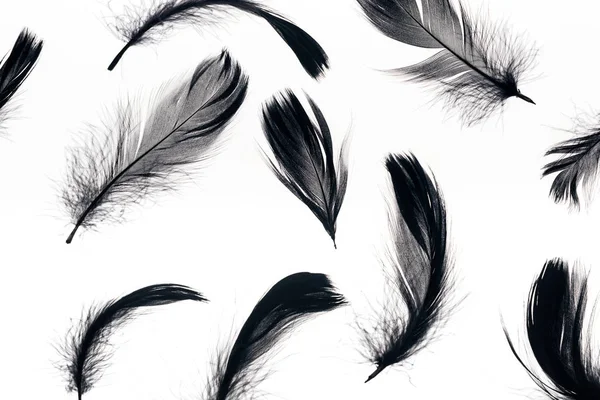 Seamless background with black soft and lightweight feathers isolated on white — Stock Photo