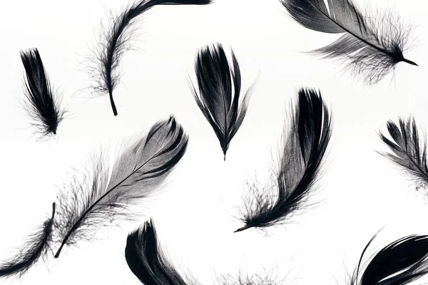 Seamless background with black soft feathers isolated on white — Stock Photo