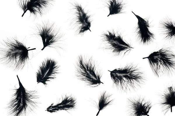 Бесшовный фон с черными легкими перьями, изолированными на белом — стоковое фото