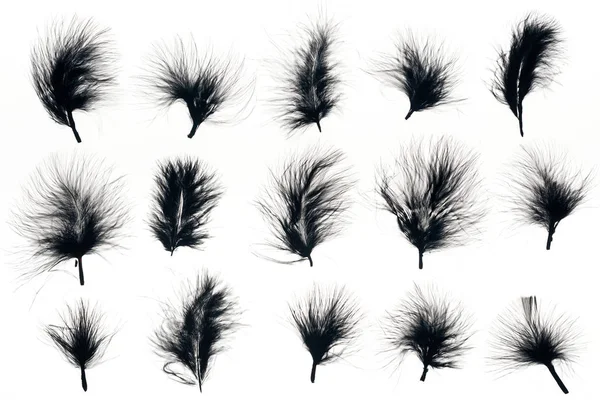 Бесшовный фон с черными перьями, изолированными на белом — стоковое фото