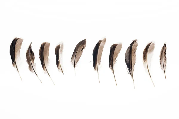 Set of brown lightweight feathers in row isolated on white — Stock Photo