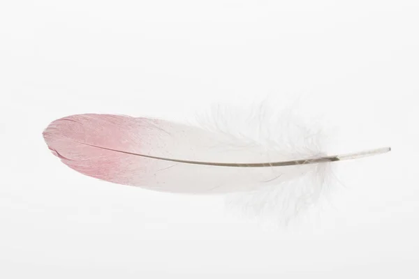 Soft and lightweight feather with pink and white gradient isolated on white — Stock Photo