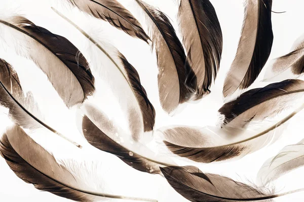 Seamless background with brown lightweight feathers isolated on white — Stock Photo