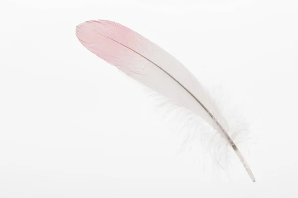 Plume douce avec dégradé rose et blanc isolé sur blanc — Photo de stock