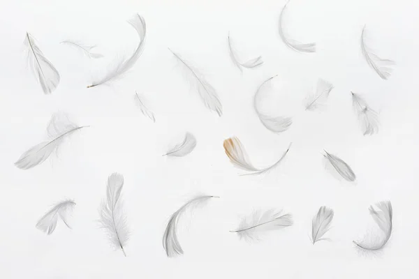 Fondo sin costuras con plumas grises débiles aisladas en blanco - foto de stock