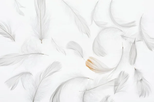 Fond sans couture avec des plumes grises isolées sur blanc — Photo de stock