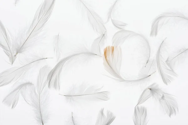Seamless background with grey lightweight faint feathers isolated on white — Stock Photo