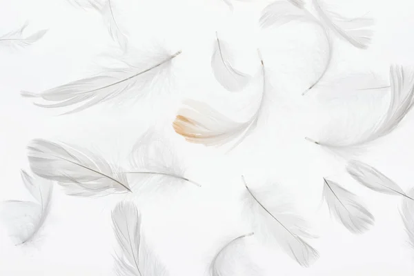 Seamless background with grey lightweight feathers isolated on white — Stock Photo