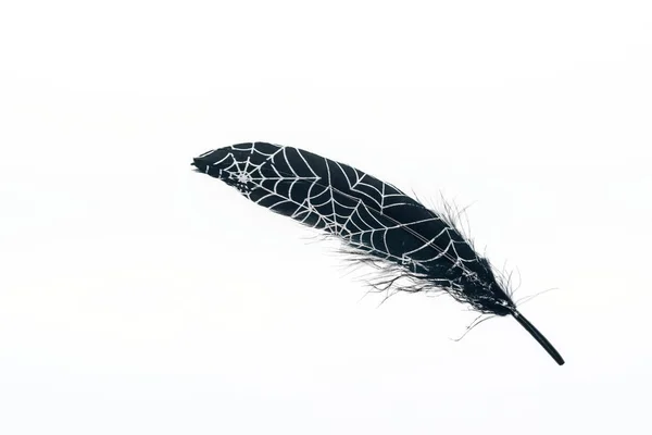 Plume légère peinte en noir avec toile d'araignée isolée sur blanc — Photo de stock