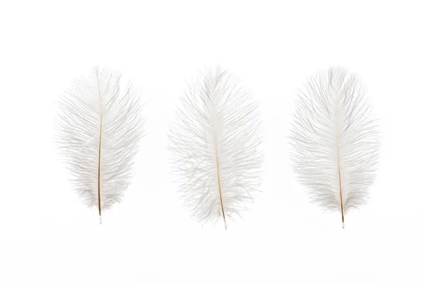 Gris mullido ligero tres plumas aisladas en blanco - foto de stock