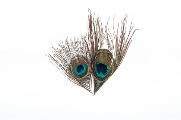 Two multicolored lightweight peacock feathers isolated on white — Stock Photo
