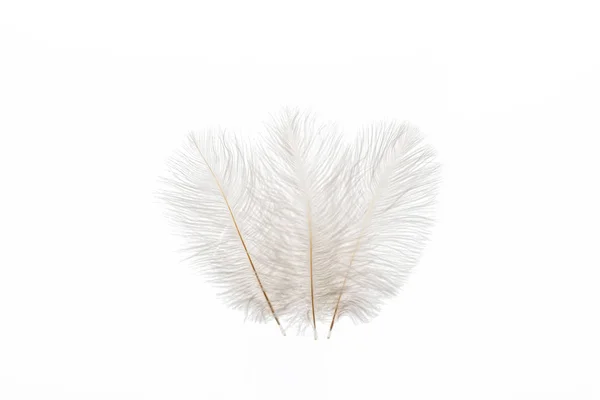 Grey fluffy faint three feathers isolated on white — Stock Photo
