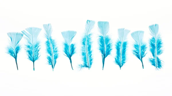 Plumas azules, ligeras, brillantes y suaves, aisladas en blanco - foto de stock