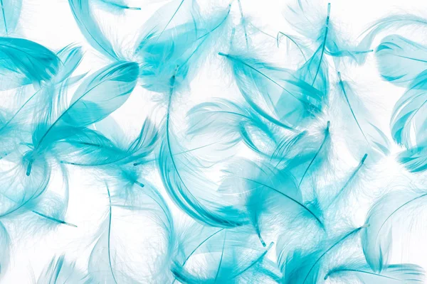 Seamless background with blue fluffy bright feathers isolated on white — Stock Photo