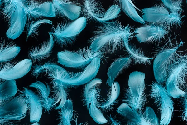 Seamless background with bright blue feathers isolated on black — Stock Photo