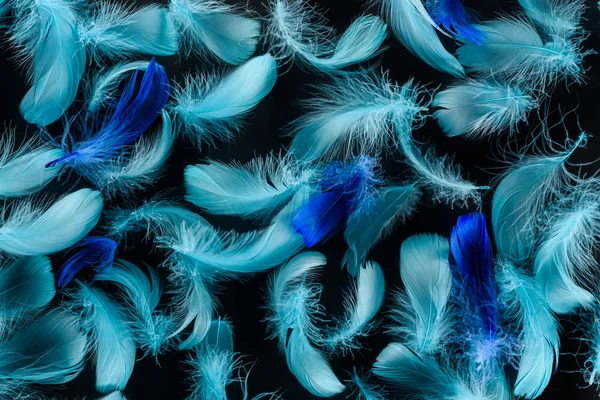 Seamless background with bright multicolored blue feathers isolated on black — Stock Photo