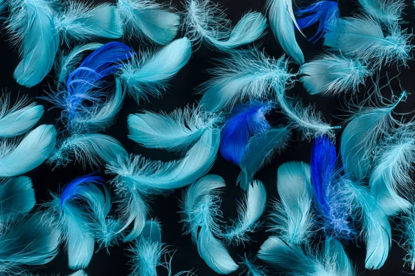 Seamless background with multicolored blue feathers isolated on black — Stock Photo