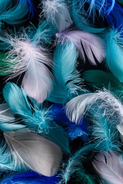 Seamless background with bright blue, green and pink feathers isolated on black — Stock Photo